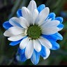 DHEEPA D