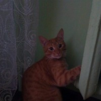 Максим Шиян