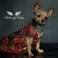 Miley Jo The Chorkie