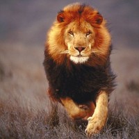 jatin singh
