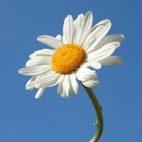 Daisy Chain Network South Africa