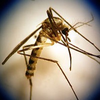 Ochlerotatus Triseriatus