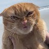 Funny Cat