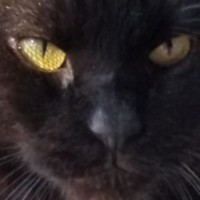 Queen Kat