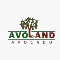 Avoland Avocado