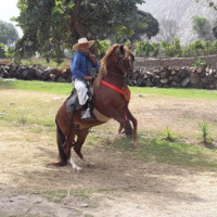 Errol S