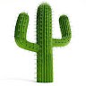 Cactus undefined