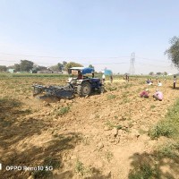 MP Potato Farm And Traders