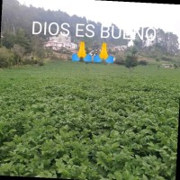 Amilcar Vasquez
