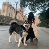 Jiayan Lu