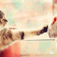 王丹枫