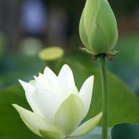 段高阳