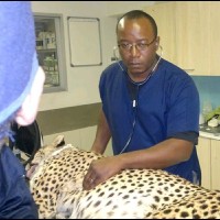 Cosmas Tafadzwa Chiyangwa
