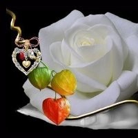 satya reddy