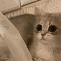 崔慧婷