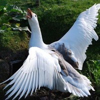 Aditya S