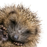 Jean-Baptiste Pelisson