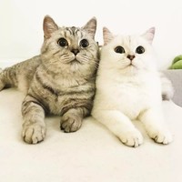 陈凤婷