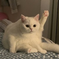 陈月莹
