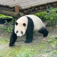 王家红