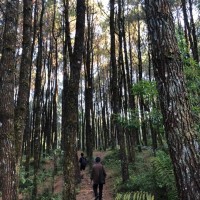 Fitrahaldi Pamungkas