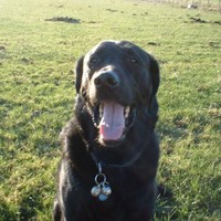 Hippy Guide Dog