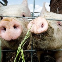 Next Generation Genetex