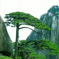 魏振林
