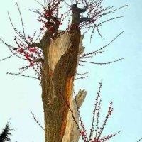平沙燕胡