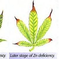 Anya Polytech and Fertilizers P Ltd.