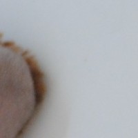 Samuel Fenelus