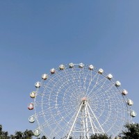 黄花宝