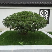 李军文