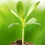 Miracle Tree Foundation