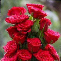 Md Robiul Islam