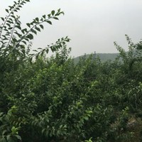 李先进
