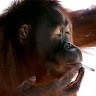 Smoking Orangutan