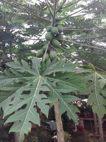 赵忠标