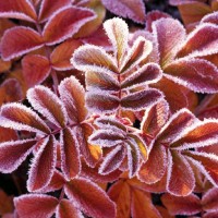 Marijke Van Der Jeught