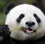 Mata Panda