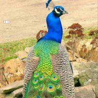 Bhagirath Patel