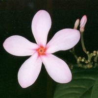 A V Ramana Murthy