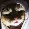 Semut Api