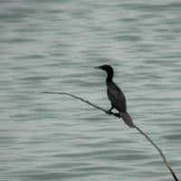 harichandana padidam