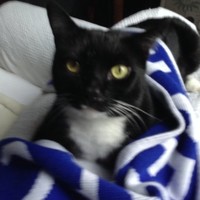 Jack Catto