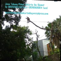 Jasa Tebang Pohon Jakarta Ibu Slamet