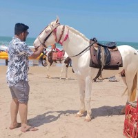 Aditya K