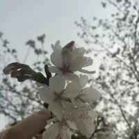 李柯以