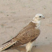 احمد الشمري احمد