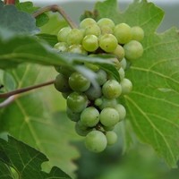 Wine Tour India